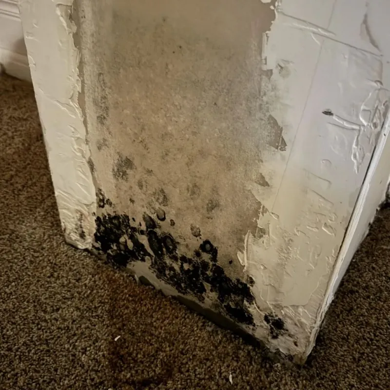 Professional Mold Removal in Algonac, MI